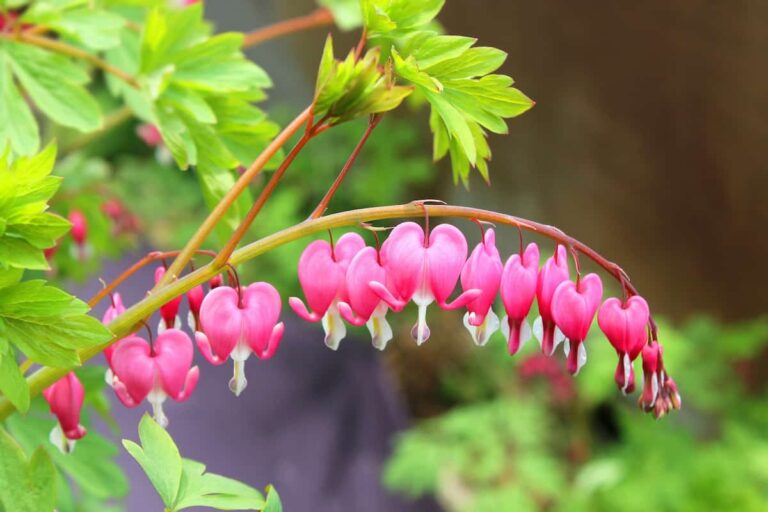 How to Grow and Care for Bleeding Heart Plant: A Beginners Guide