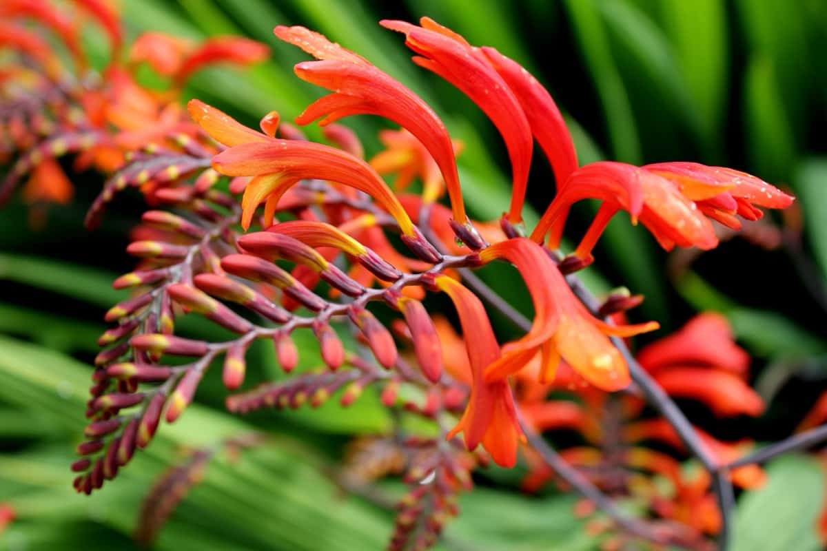 Red and orange vibrant crocosmia plant