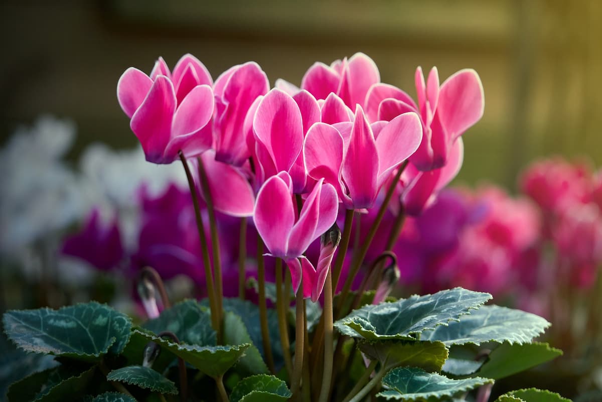 How to Grow and Care for Cyclamen Indoors
