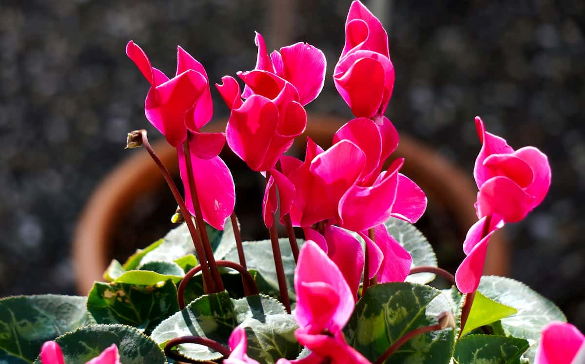 How to Grow and Care for Cyclamen Indoors 2