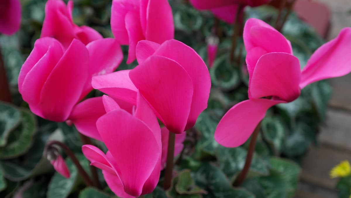 How to Grow and Care for Cyclamen Indoors 3