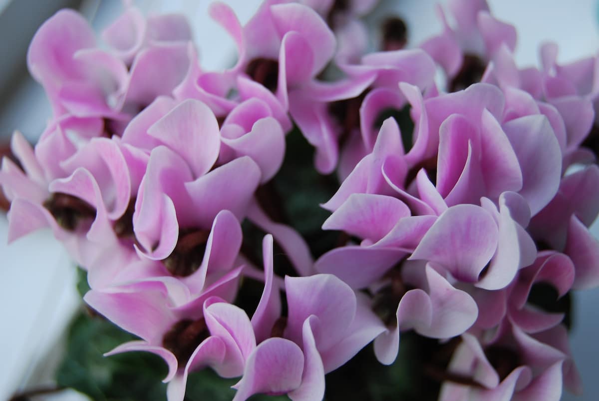 How to Grow and Care for Cyclamen Indoors 5