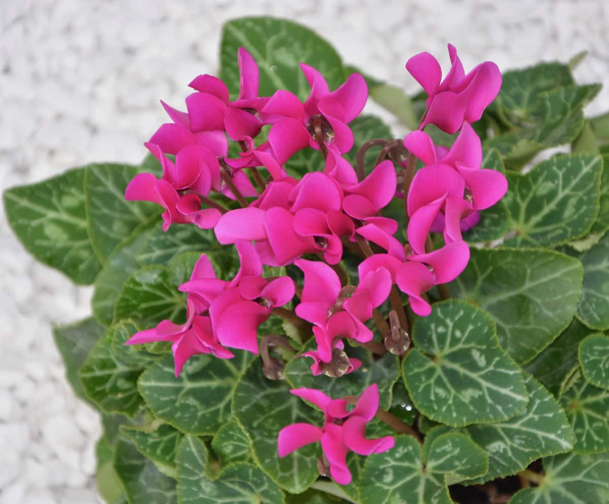 How to Grow and Care for Cyclamen Indoors 6
