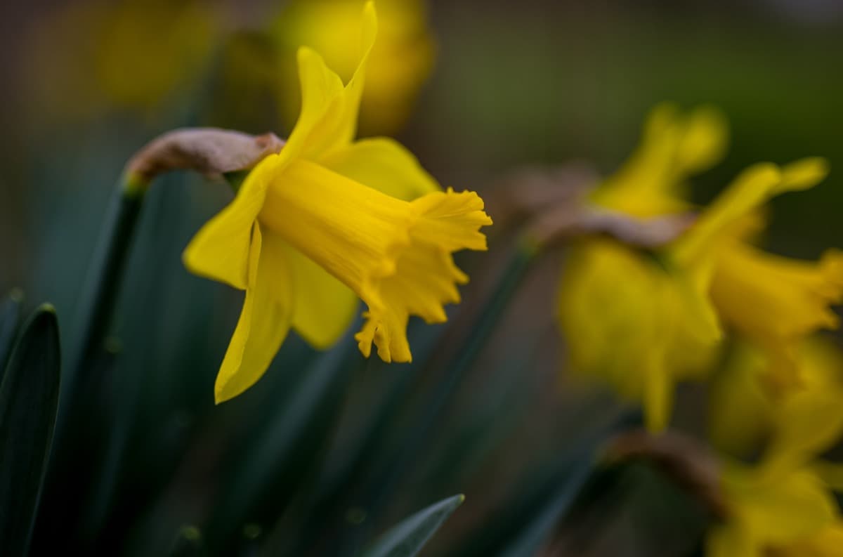 How to Grow and Care for Daffodils in Containers