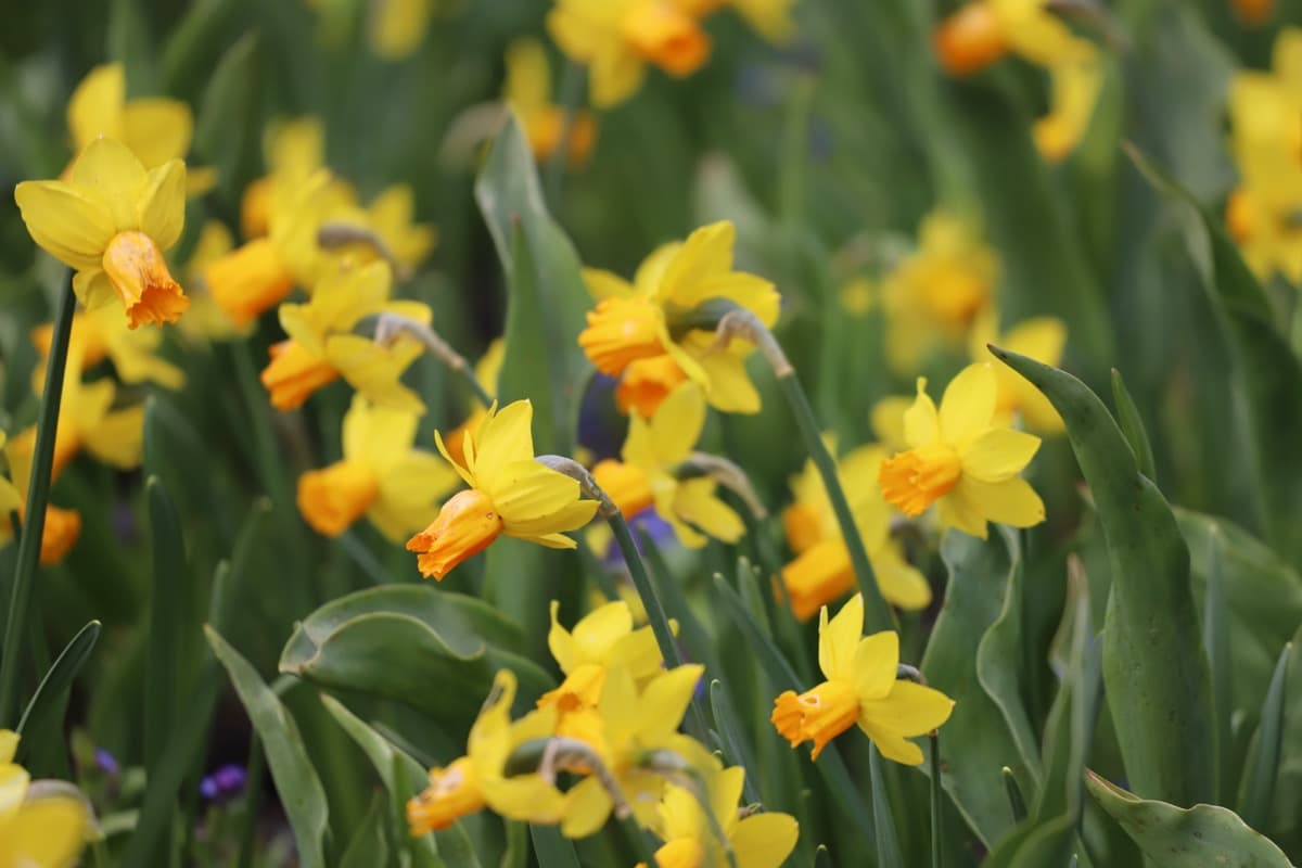Daffodils Gardening