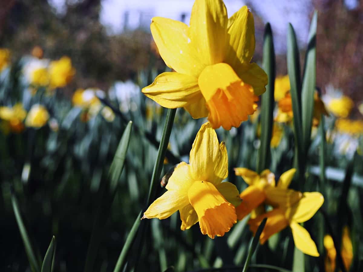 Daffodils Home Gardening