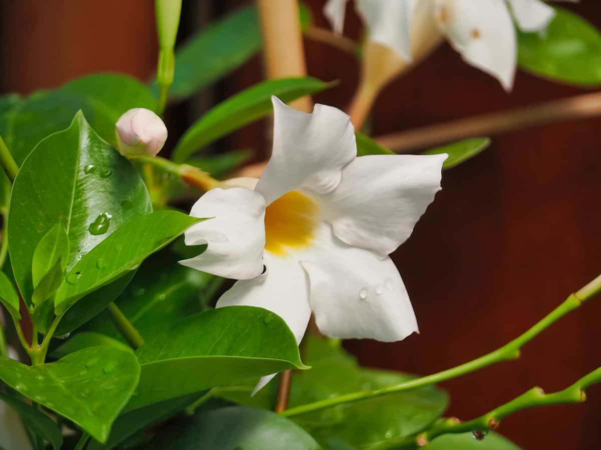 How to Grow and Care for Dipladenia Plant