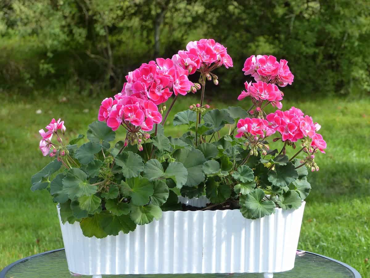 How to Grow and Care for Geraniums in Pots