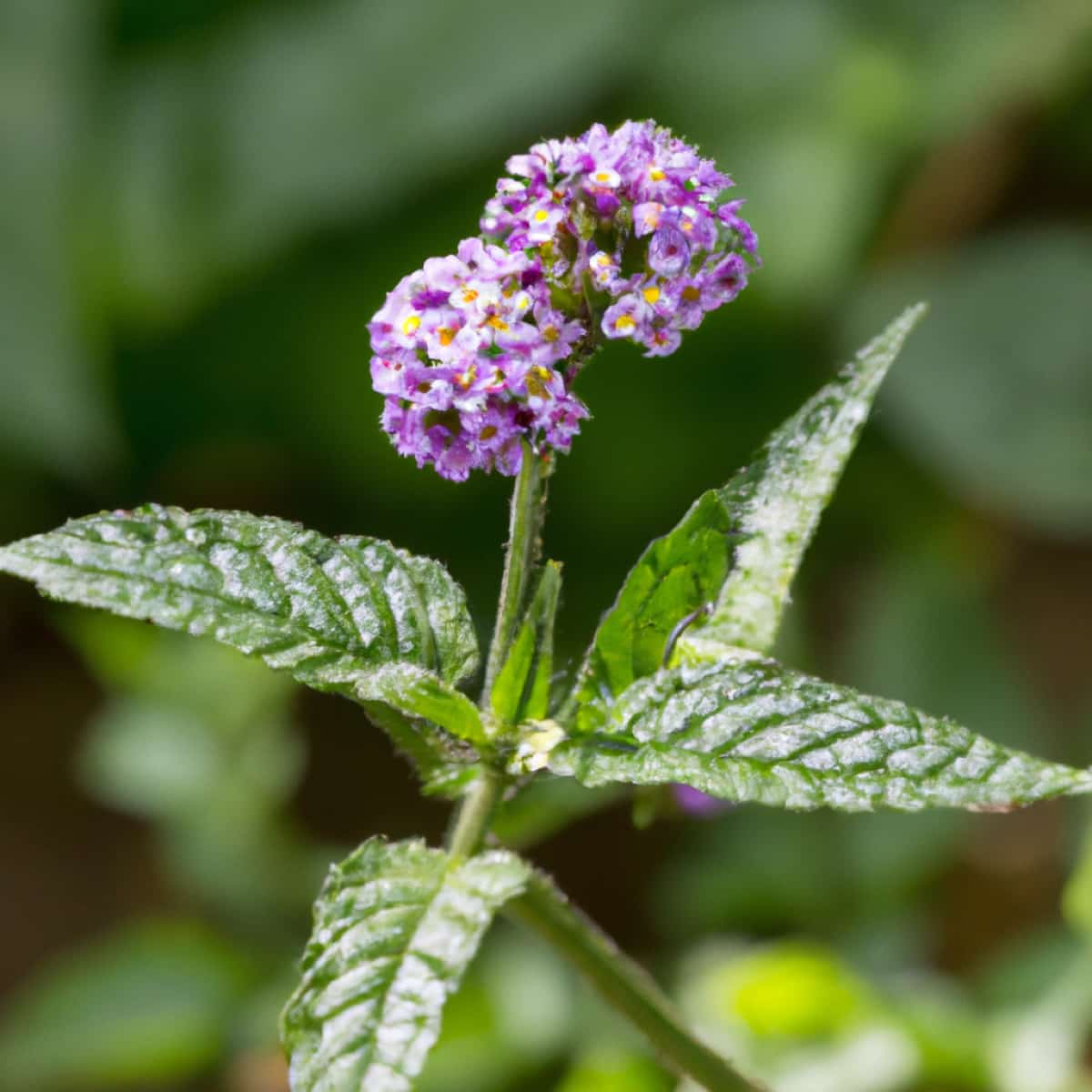 How to Grow and Care for Heliotrope in Your Garden