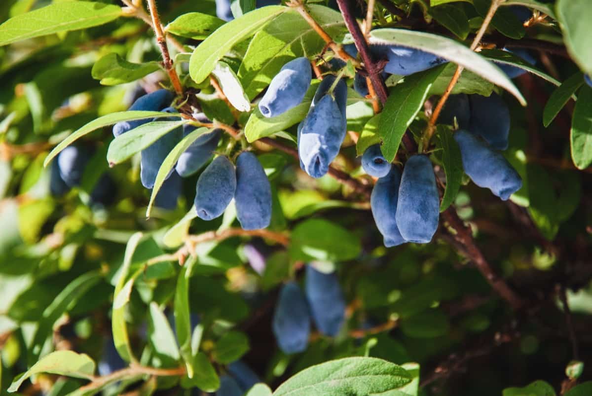 How to Grow and Care for Honeyberries in Your Garden