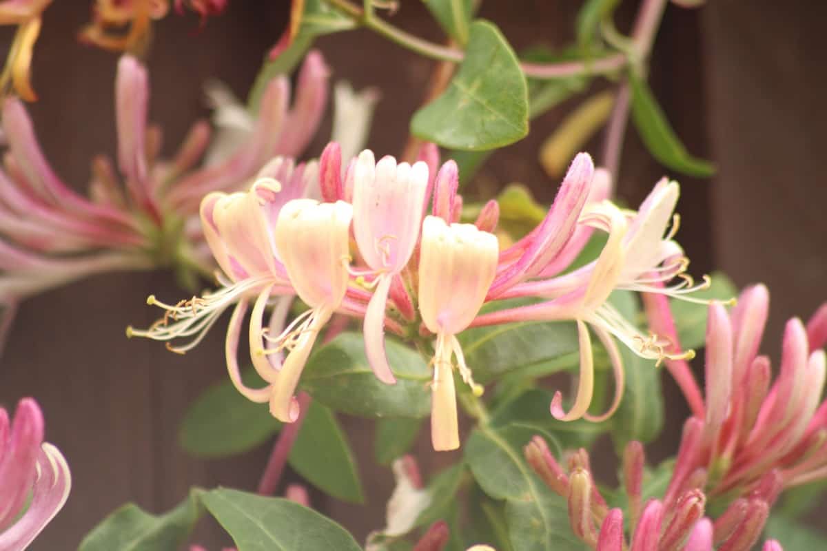 How to Grow and Care for Honeysuckle2