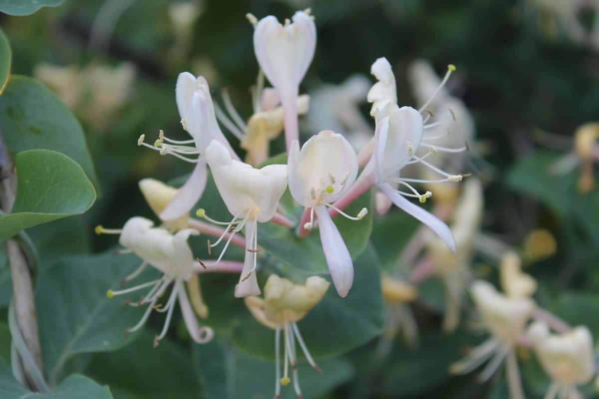 How to Grow and Care for Honeysuckle3