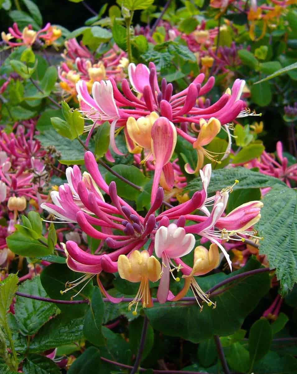 How to Grow and Care for Honeysuckle4