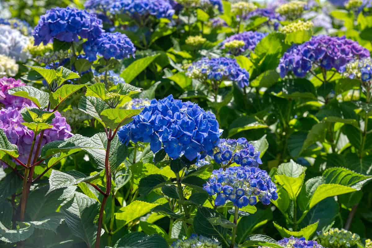 How to Grow and Care for Hydrangeas