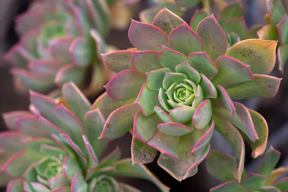 How to Grow and Care for Hydroponic Succulents