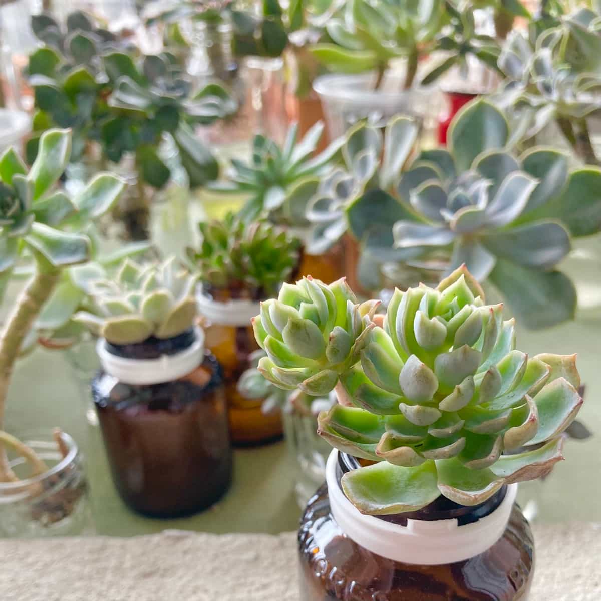 Succulent Pots