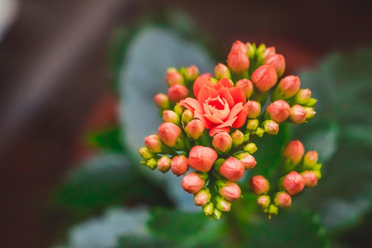 How to Grow and Care for Kalanchoe Indoors