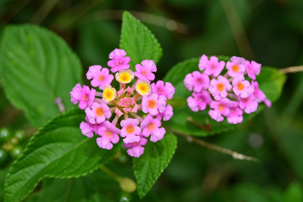 How to Grow and Care for Lantana in Your Garden