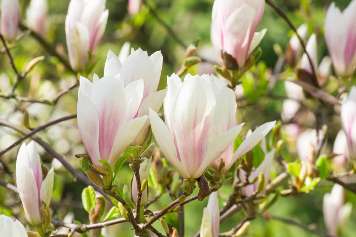 How to Grow and Care for Magnolia in Your Garden