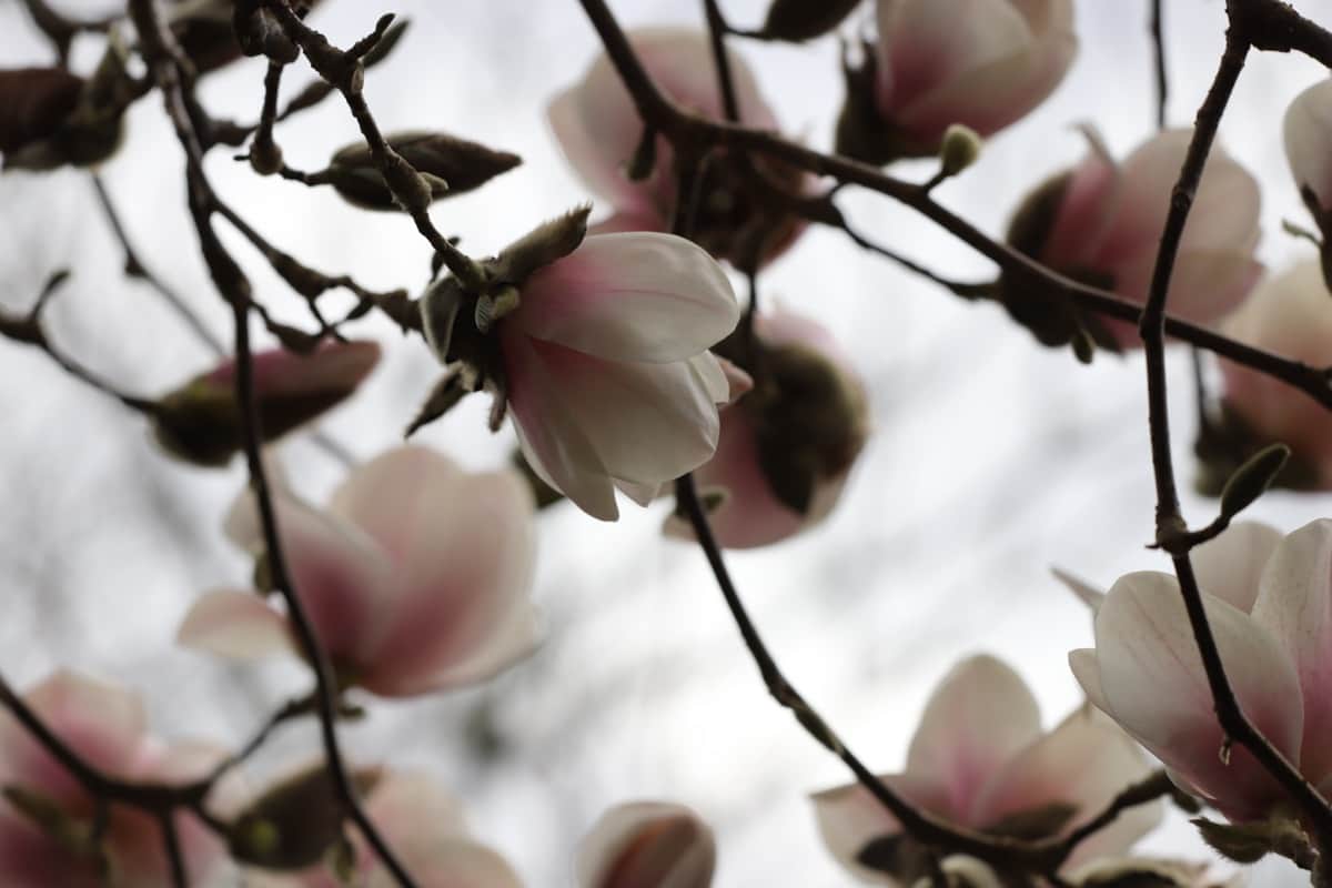Magnolia Flower Tree