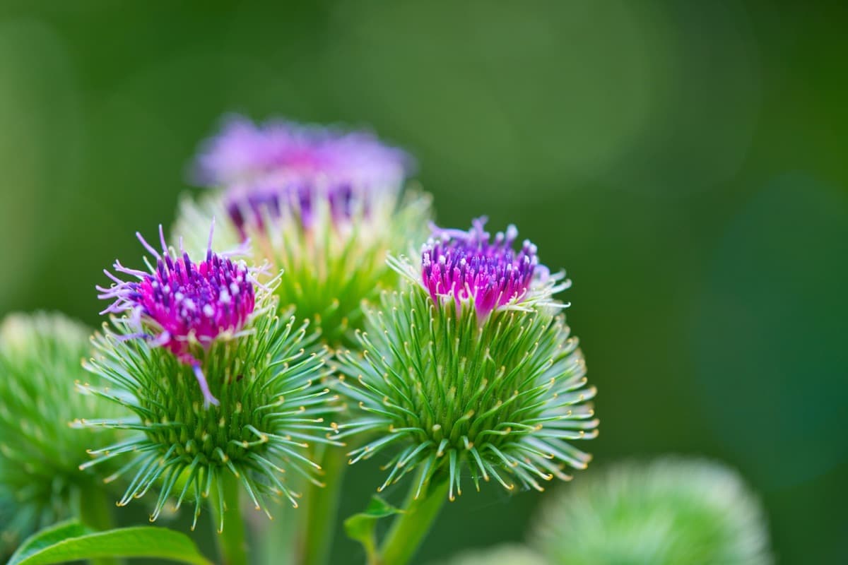 How to Grow and Care for Organic Burdock