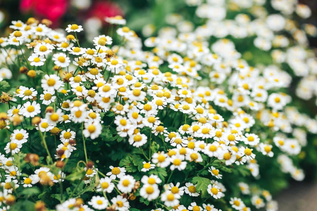 How to Grow and Care for Organic Chamomile