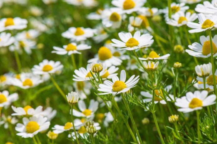 How to Grow and Care for Organic Chamomile: Planting Instructions