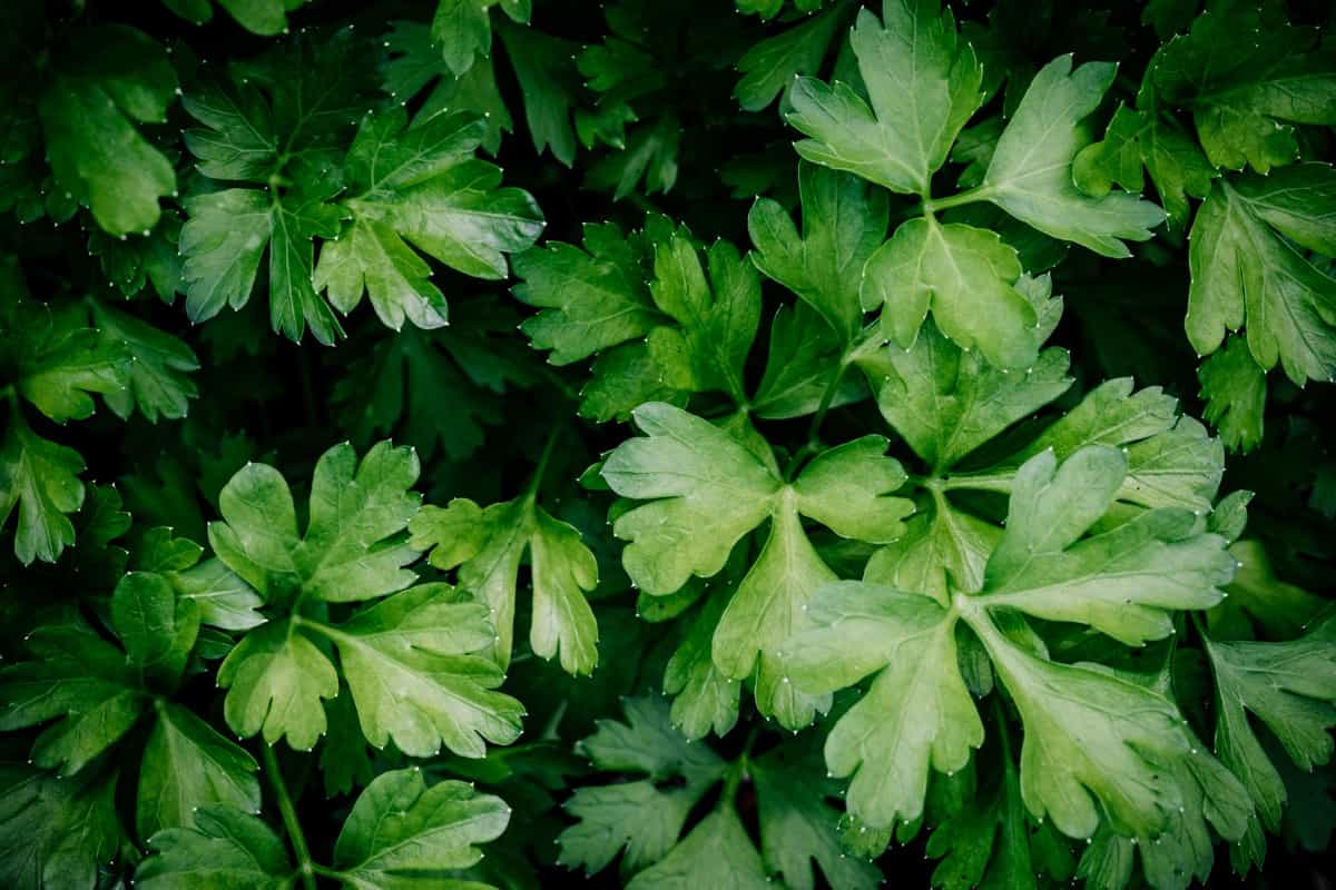 How to Grow and Care for Organic Chervil