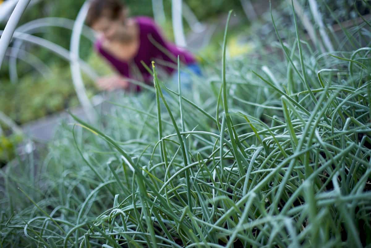 How to Grow and Care for Organic Chives