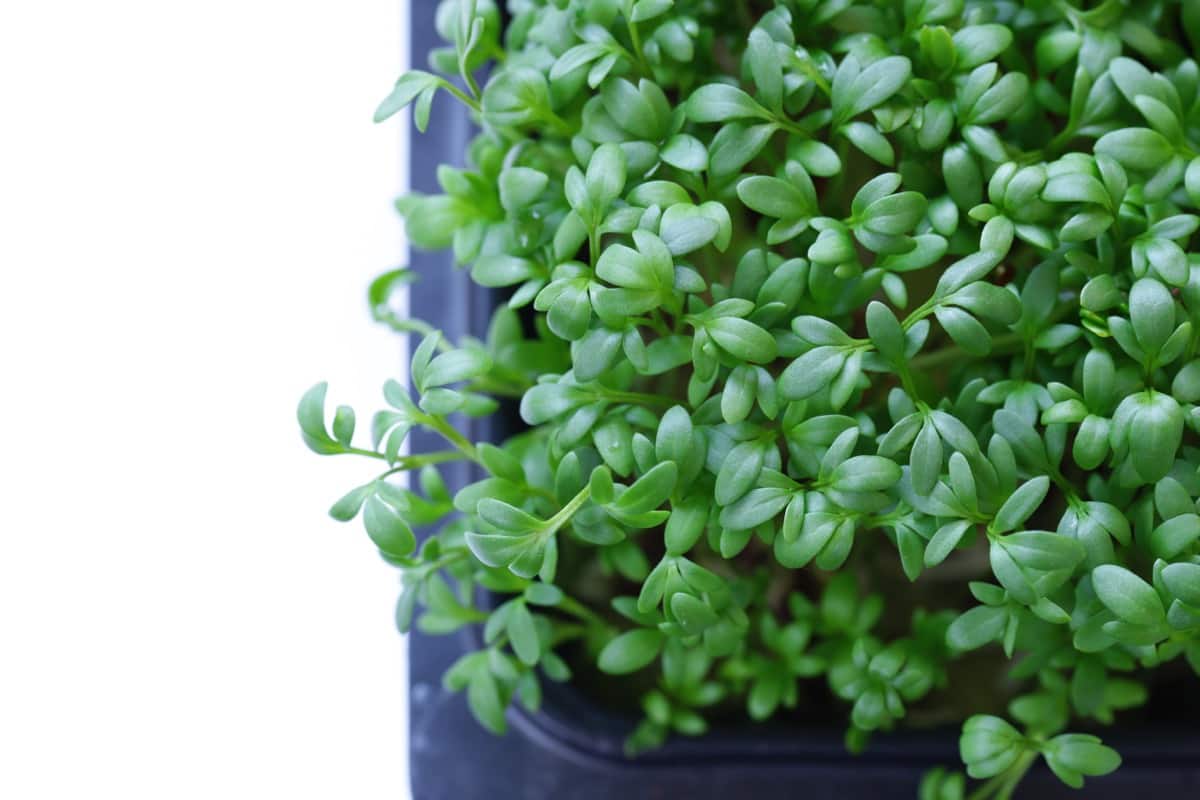 How to Grow and Care for Organic Cress