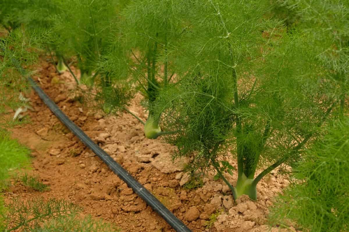 How to Grow and Care for Organic Fennel
