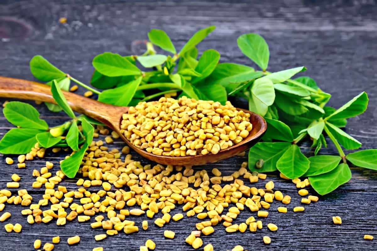 How to Grow and Care for Organic Fenugreek