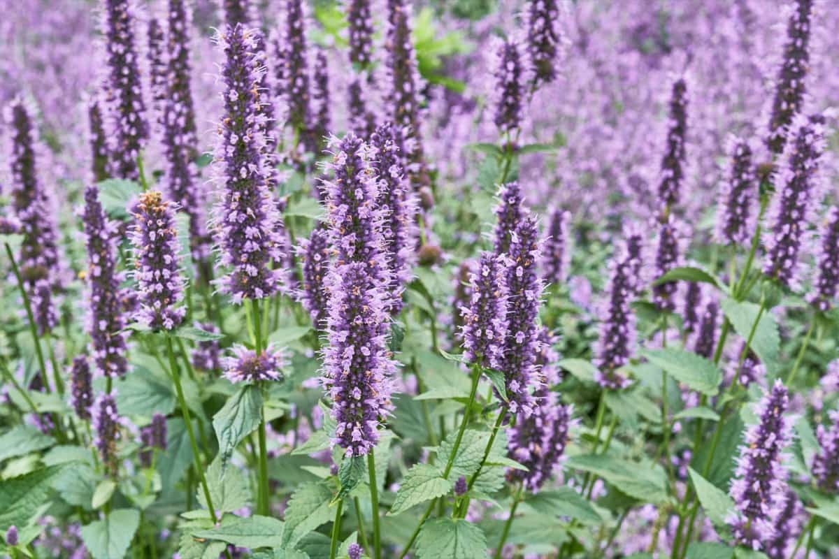 How to Grow and Care for Organic Hyssop