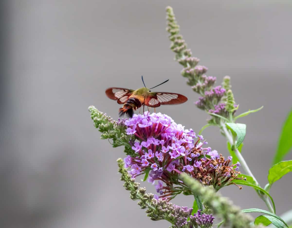 Butterfly on the Hyssop Flower