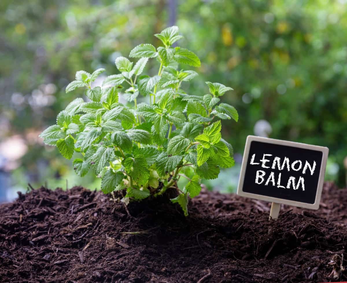 Lemon Balm Plant