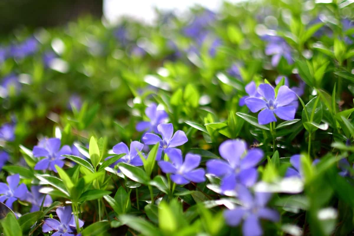 How to Grow and Care for Periwinkle Flowers