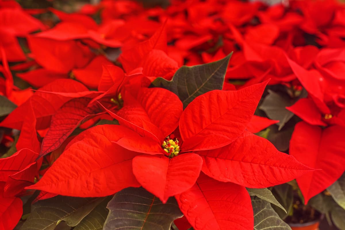 How to Grow and Care for Poinsettia Indoors
