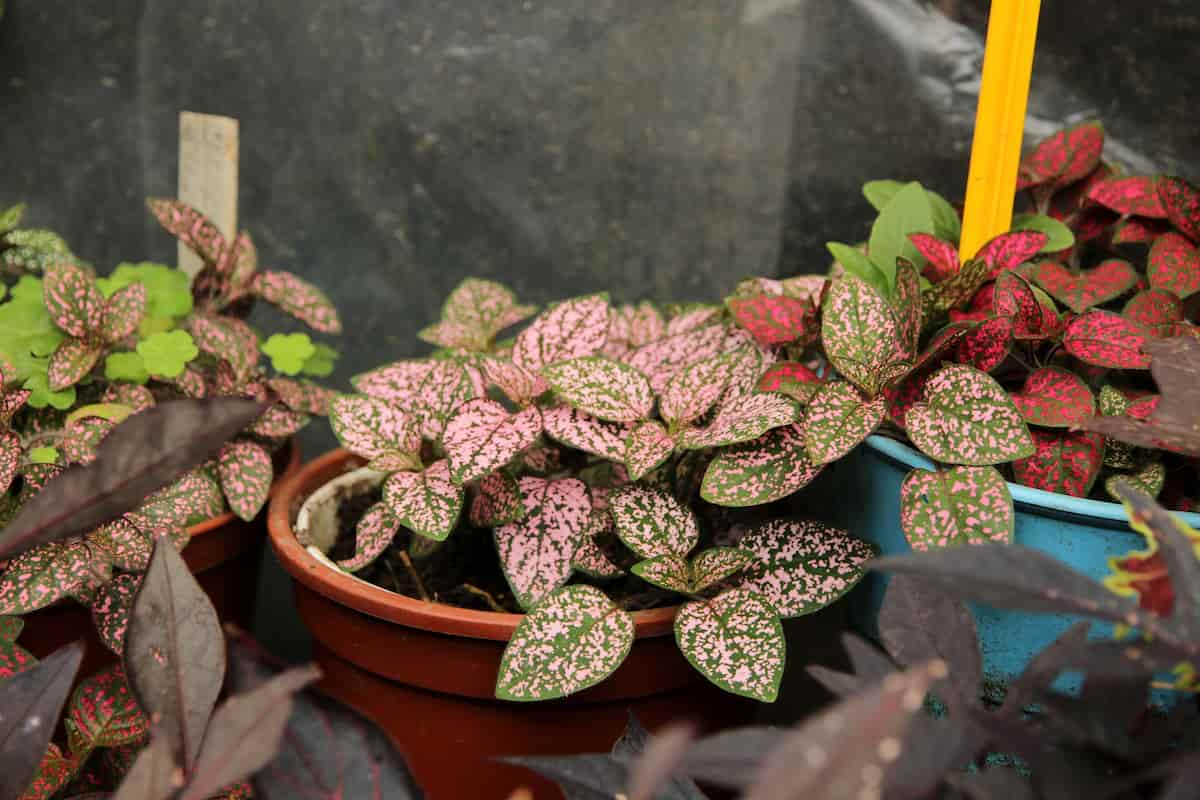 How to Grow and Care for Polka Dot Plants in Pots