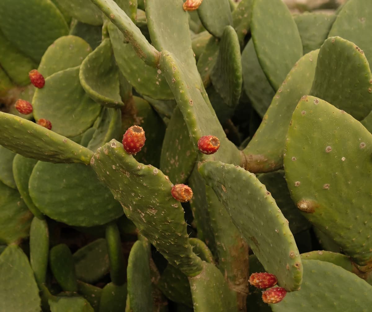 How to Grow and Care for Prickly Pear