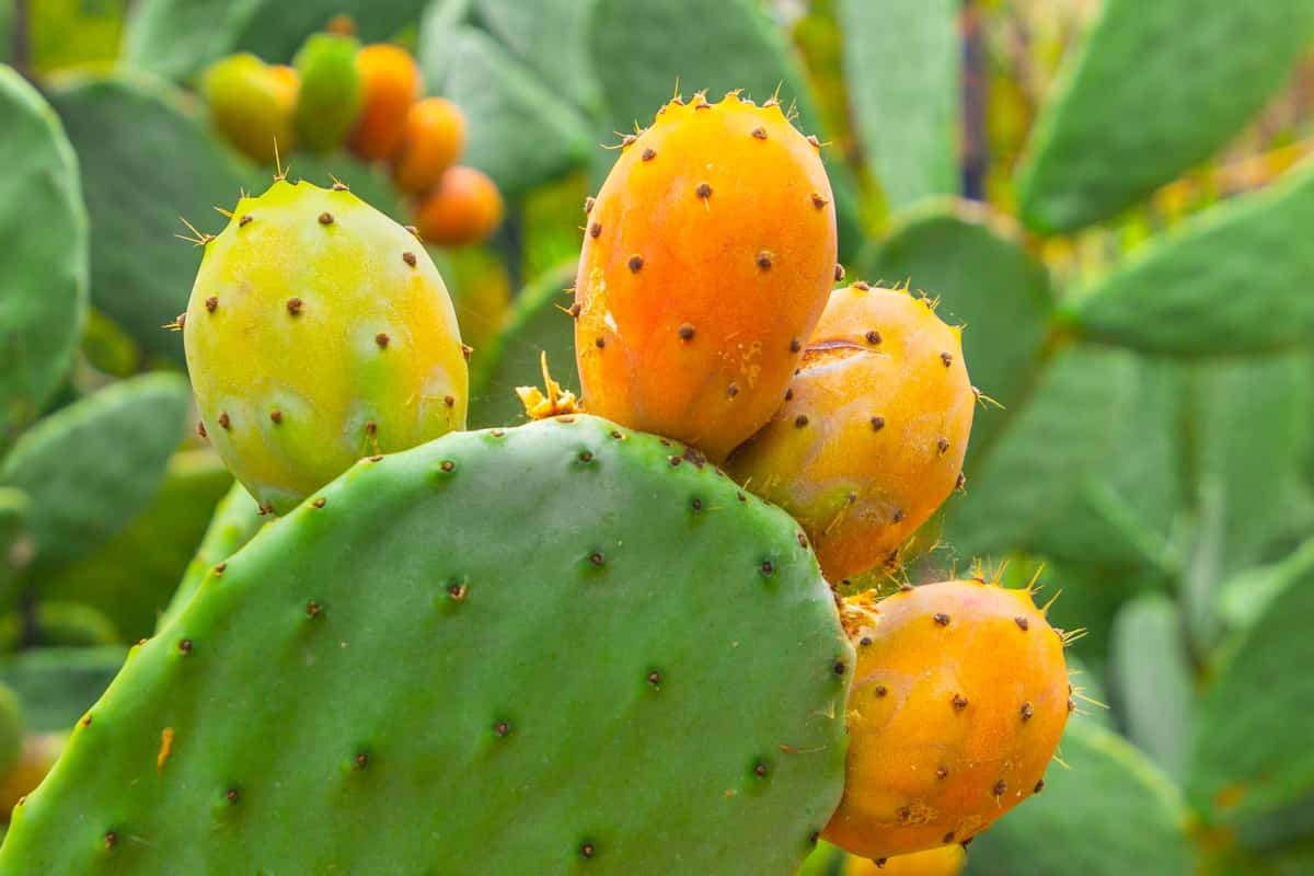 Prickly Pear Plant