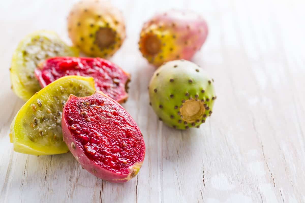 Prickly Pear Harvest