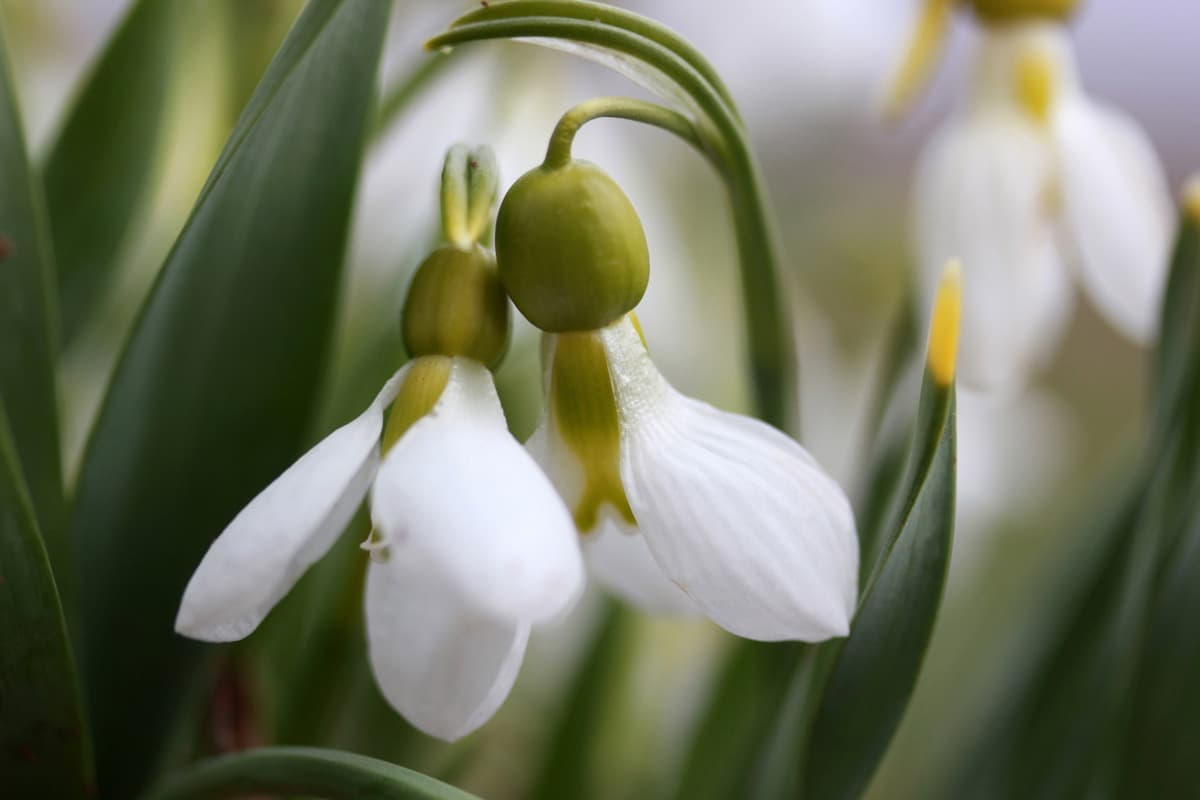 How to Grow and Care for Snowdrops