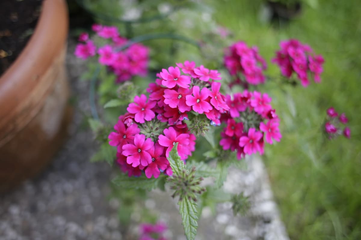How to Grow and Care for Verbena 