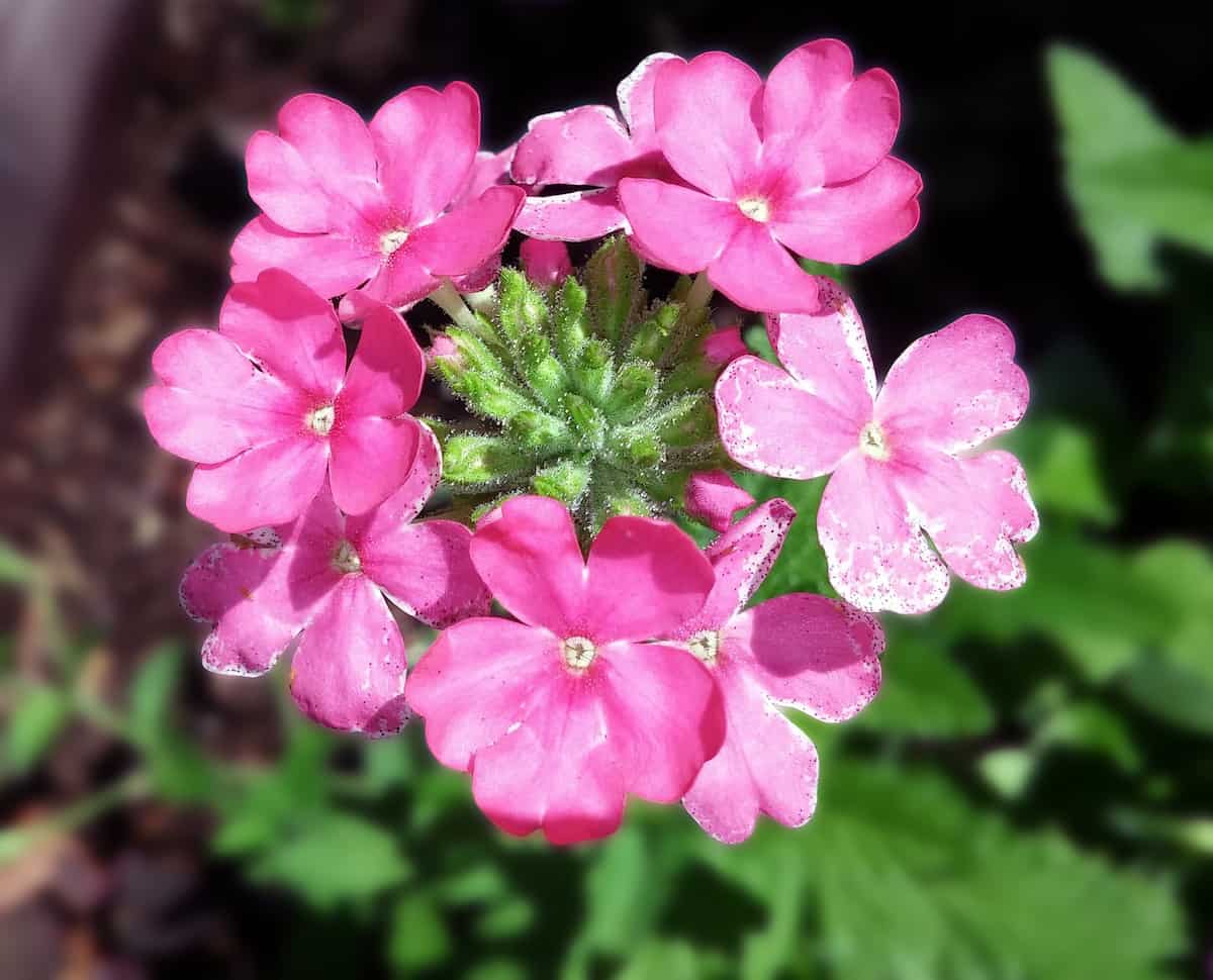 Verbena Pink Flowers