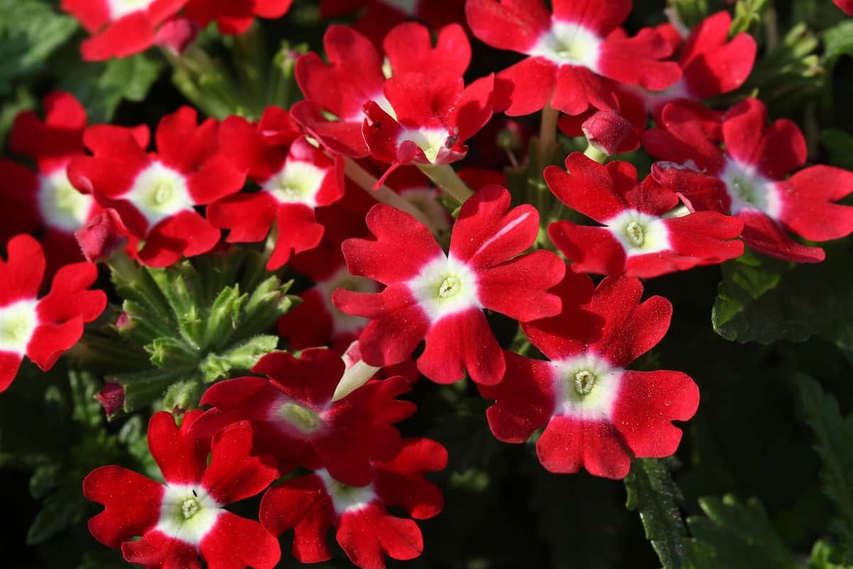 Verbena Red Flowers