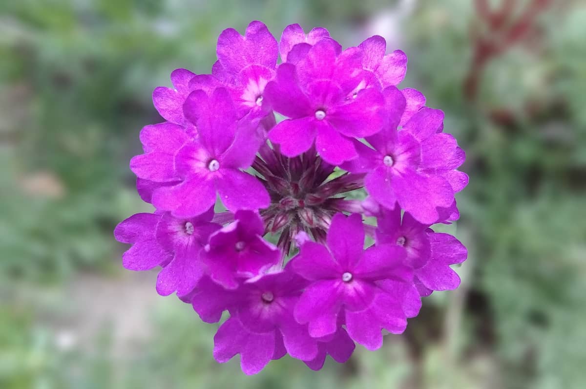 Verbena Flower