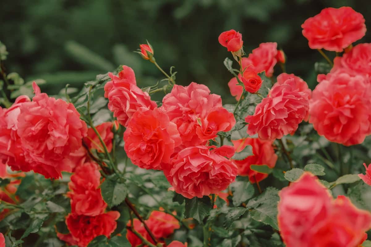 Red Rose Gardening