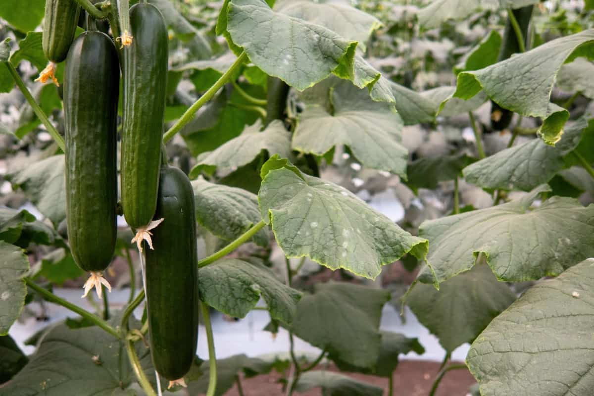 Cucumber Gardening