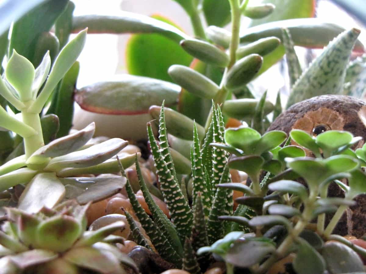How to Identify and Treat Powdery Mildew on Succulent Plants