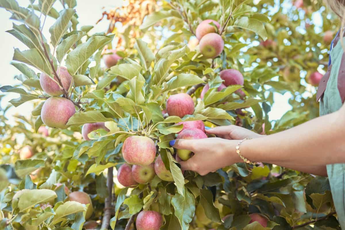 Harvesting Fresh Apples
